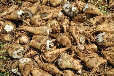 انطلاق موسم قلع الشمندر السكري بدكالة-عبدة يوم ثاني ماي المقبل