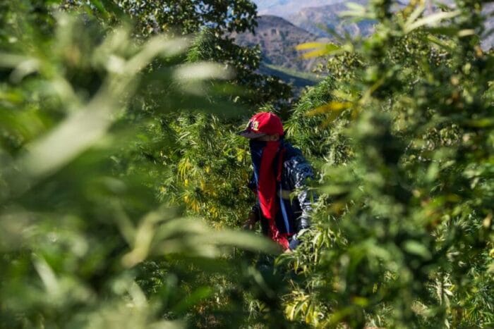 ألمانيا تفتح الطريق أمام تشريع استهلاك القنب الهندي