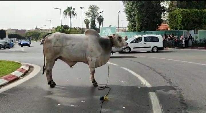 “جاموس” برازيلي شارد يتجول في شوارع العاصمة الرباط