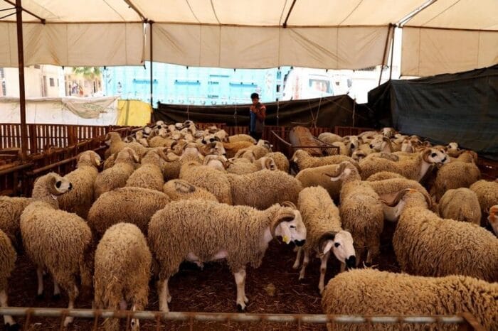 عيد الأضحى 1444: العرض كاف ويغطي بشكل كبير الطلب