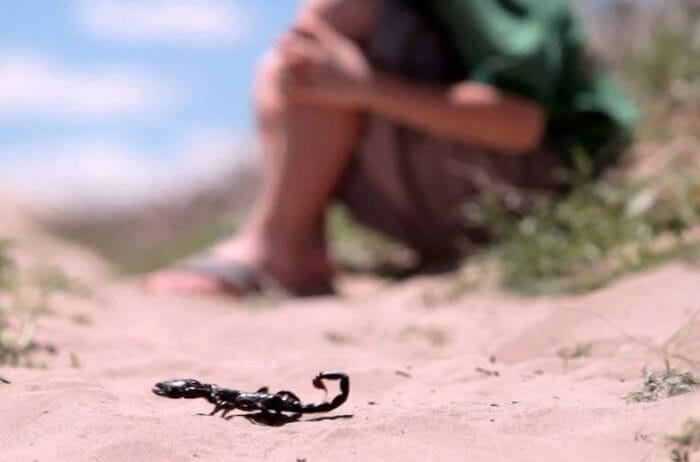 لسعات العقارب: علاج 62 حالة بأزيلال خلال يوليوز الماضي