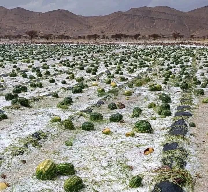 عاصفة رعدية وسيول تجتاح زاكورة وتخلف خسائر هامة في ضيعات “الدلاح”