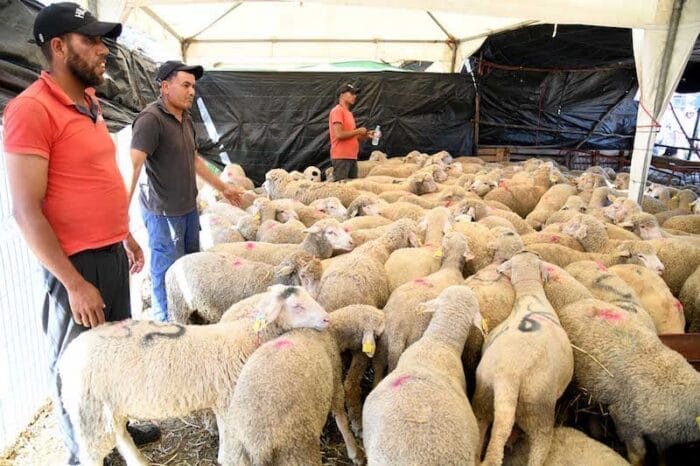 وزارة الفلاحة تلغي قرار عدم ذبح إناث الماشية