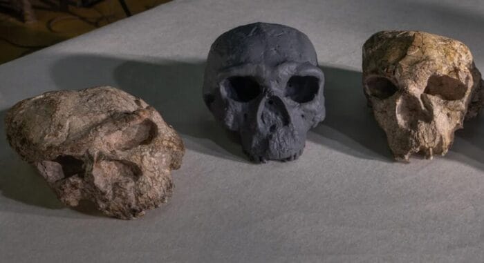 جمجمة عمرها مليون سنة توفر معطيات جديدة عن مراحل التطور البشري