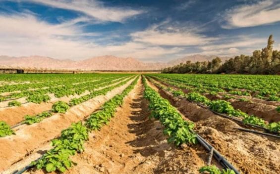 الداخلة.. فتح أزيد من 1000 هكتار فلاحي أمام المستثمرين المغاربة والأجانب